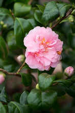 Load image into Gallery viewer, KING'S RANSOM** *Bicolor Bloom Camellia Japonica-Live Starter Plant