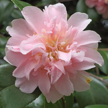 Load image into Gallery viewer, KING'S RANSOM** *Bicolor Bloom Camellia Japonica-Live Starter Plant