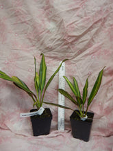Load image into Gallery viewer, **KIWI** Cordyline Terminalis Hawaiian Ti Plant **AKA Good Luck Plants