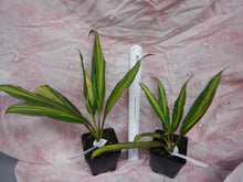 Load image into Gallery viewer, **KIWI** Cordyline Terminalis Hawaiian Ti Plant **AKA Good Luck Plants