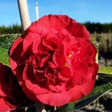 Load image into Gallery viewer, KRAMER'S BEAUTY**** Bicolor Bloom Camellia Japonica-Live Rooted Starter Plant