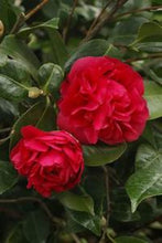 Load image into Gallery viewer, KRAMER'S SUPREME**** Bicolor Bloom Camellia Japonica-Live Rooted Starter Plant