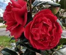 Load image into Gallery viewer, KRAMER'S SUPREME**** Bicolor Bloom Camellia Japonica-Live Rooted Starter Plant