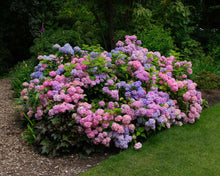 Load image into Gallery viewer, ***L.A. Dreamin *** Hydrangea Macrophylla Starter Plant