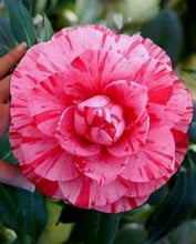 Load image into Gallery viewer, ****LADY LAURA** *Bicolor Bloom Camellia Japonica-Live Starter Plant