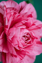 Load image into Gallery viewer, ****LADY LAURA** *Bicolor Bloom Camellia Japonica-Live Starter Plant