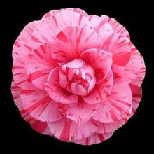 Load image into Gallery viewer, ****LADY LAURA** *Bicolor Bloom Camellia Japonica-Live Starter Plant