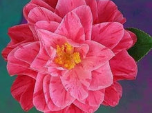 Load image into Gallery viewer, ****LADY LAURA** *Bicolor Bloom Camellia Japonica-Live Starter Plant