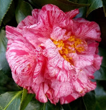 Load image into Gallery viewer, ****LADY LAURA** *Bicolor Bloom Camellia Japonica-Live Starter Plant
