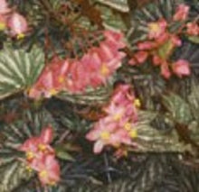 Load image into Gallery viewer, LANA- Angel Wing Begonia  Rooted STARTER  Plant