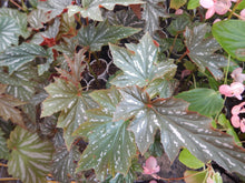 Load image into Gallery viewer, LANA- Angel Wing Begonia  Rooted STARTER  Plant