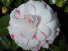 Load image into Gallery viewer, ***LA PEPPERMINT*** Bicolor Bloom Camellia Japonica-Live Starter Plant