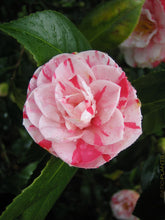 Load image into Gallery viewer, ***LA PEPPERMINT*** Bicolor Bloom Camellia Japonica-Live Starter Plant