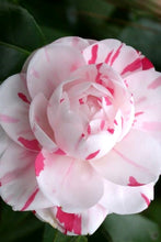 Load image into Gallery viewer, ***LA PEPPERMINT*** Bicolor Bloom Camellia Japonica-Live Starter Plant