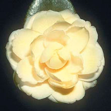 Load image into Gallery viewer, ***LEMON GLOW** *Camellia Japonica-Live Starter Plant