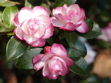 Load image into Gallery viewer, ***LESLIE ANN*** Camellia Japonica-Live Starter Plant