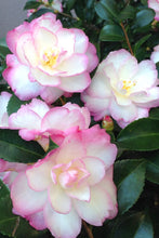 Load image into Gallery viewer, ***LESLIE ANN*** Camellia Japonica-Live Starter Plant