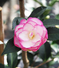 Load image into Gallery viewer, ***LESLIE ANN*** Camellia Japonica-Live Starter Plant