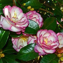 Load image into Gallery viewer, ***LESLIE ANN*** Camellia Japonica-Live Starter Plant