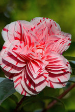 Load image into Gallery viewer, ***LES MARBURY** **Bicolor Bloom Camellia Japonica-Live Starter Plant