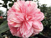 Load image into Gallery viewer, ***LES MARBURY** **Bicolor Bloom Camellia Japonica-Live Starter Plant