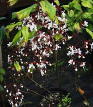 Load image into Gallery viewer, ***Light Bulbs*** Clerodendrum Smithianum *** Unique RARE White Flowering* *Well Rooted Starter Plant
