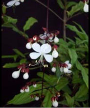 Load image into Gallery viewer, ***Light Bulbs*** Clerodendrum Smithianum *** Unique RARE White Flowering* *Well Rooted Starter Plant