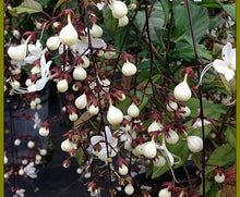 Load image into Gallery viewer, ***Light Bulbs*** Clerodendrum Smithianum *** Unique RARE White Flowering* *Well Rooted Starter Plant