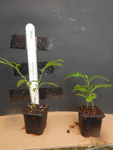 Load image into Gallery viewer, ***Light Bulbs*** Clerodendrum Smithianum *** Unique RARE White Flowering* *Well Rooted Starter Plant