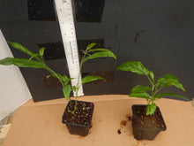 Load image into Gallery viewer, ***Light Bulbs*** Clerodendrum Smithianum *** Unique RARE White Flowering* *Well Rooted Starter Plant