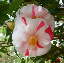 Load image into Gallery viewer, ***Lady Vansittart*** Bicolor Bloom Camellia Japonica-Live Starter Plant