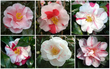 Load image into Gallery viewer, ***Lady Vansittart*** Bicolor Bloom Camellia Japonica-Live Starter Plant
