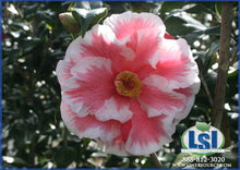 Load image into Gallery viewer, ***Lady Vansittart*** Bicolor Bloom Camellia Japonica-Live Starter Plant