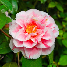 Load image into Gallery viewer, ***Lady Vansittart*** Bicolor Bloom Camellia Japonica-Live Starter Plant