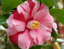 Load image into Gallery viewer, ***Lady Vansittart*** Bicolor Bloom Camellia Japonica-Live Starter Plant