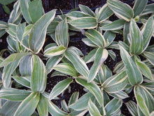 Load image into Gallery viewer, **MISS ANDREA** Cordyline Terminalis Hawaiian Ti Plant**AKA Good Luck Plants