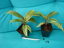 Load image into Gallery viewer, **MISS ANDREA** Cordyline Terminalis Hawaiian Ti Plant**AKA Good Luck Plants