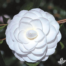 Load image into Gallery viewer, ***MISS BILOXI*** Camellia Japonica-Live Starter Plant