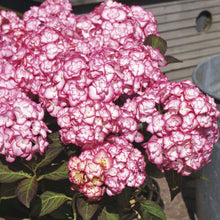 Load image into Gallery viewer, MISS SAURI**Hydrangea Starter Plant**Deep Pink Edges with White Center