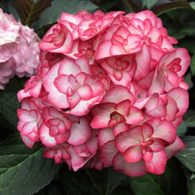 Load image into Gallery viewer, MISS SAURI**Hydrangea Starter Plant**Deep Pink Edges with White Center
