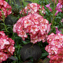 Load image into Gallery viewer, MISS SAURI**Hydrangea Starter Plant**Deep Pink Edges with White Center