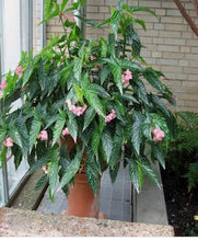 Load image into Gallery viewer, 4"Pot of "MY SPECIAL ANGEL"-Angel Wing Begonia Rooted Starter Plant