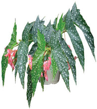 Load image into Gallery viewer, 4"Pot of "MY SPECIAL ANGEL"-Angel Wing Begonia Rooted Starter Plant