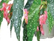 Load image into Gallery viewer, 4"Pot of "MY SPECIAL ANGEL"-Angel Wing Begonia Rooted Starter Plant