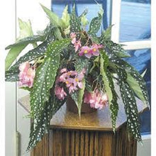 Load image into Gallery viewer, 4"Pot of "MY SPECIAL ANGEL"-Angel Wing Begonia Rooted Starter Plant