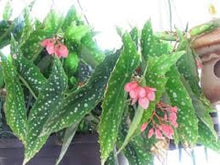 Load image into Gallery viewer, 4"Pot of "MY SPECIAL ANGEL"-Angel Wing Begonia Rooted Starter Plant