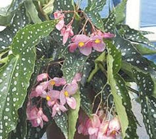 Load image into Gallery viewer, 4"Pot of "MY SPECIAL ANGEL"-Angel Wing Begonia Rooted Starter Plant