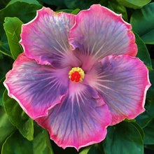 Load image into Gallery viewer, ***MAGIC CRYSTAL*** Small Rooted Exotic Tropical Hibiscus Starter Plant***AKA Fancy Hibiscus
