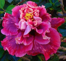 Load image into Gallery viewer, ***MAGNIFIQUE*** Rooted Exotic Tropical Hibiscus Plant***AKA Fancy Hibiscus