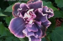 Load image into Gallery viewer, ***Marianne Charleton*** Exotic Tropical Hibiscus Starter Plant